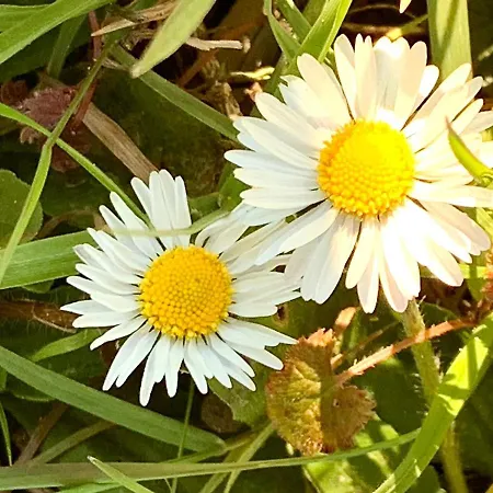 Il Pianetto *